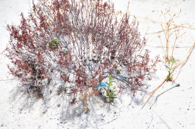 Küçük Mavi Kertenkele White Sands Ulusal Parkı 'ndaki fabrikada saklanıyor.