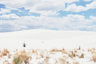 White Sands Ulusal Parkı New Mexico ABD 'de kuru çimenli beyaz kum tepeleri.