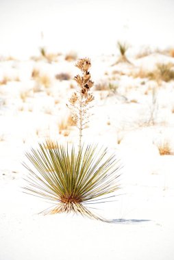 White Sands Ulusal Parkı New Mexico ABD