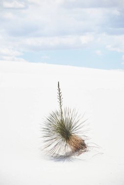 White Sands Ulusal Parkı 'ndaki çöl santrali New Mexico USA