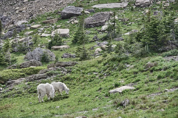 Wilde Bergziege Gletschernationalpark Montana — Stockfoto