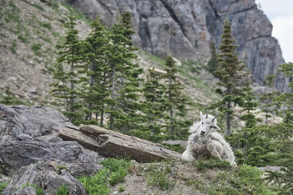 Wilde Bergziege Gletschernationalpark Montana — Stockfoto