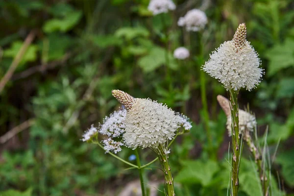 Ours Blanc Fleurit Dans Parc National Des Glaciers Montana — Photo