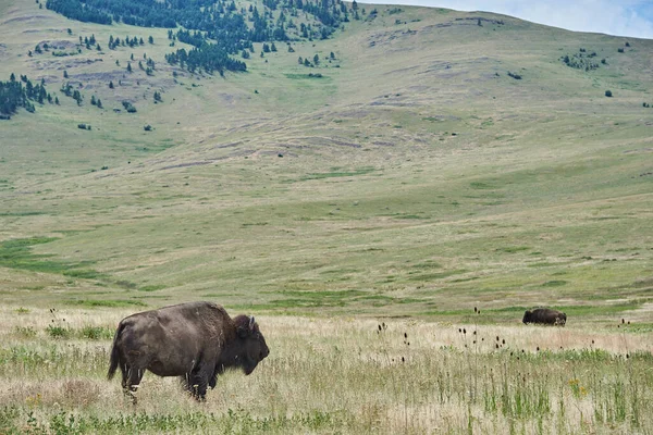 Dos Bisontes Sobre Hierba Verde Frente Colina Cordillera Nacional Bison Imagen De Stock