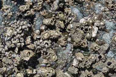 Ruby Beach Washington Eyaletinde Beyaz Barnacle 'ların Kapalı Arkaplan Dokusu