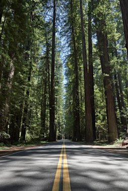 Kuzey Kaliforniya 'da Dev Sekoya Ağaçları ile Orman Yolu
