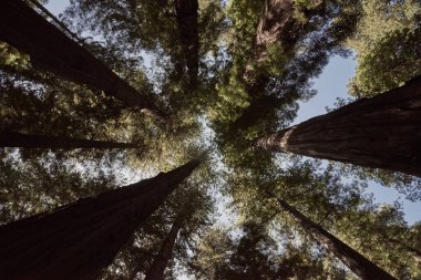 Kuzey Kaliforniya 'da Dev Sekoya Ağaçlı Orman