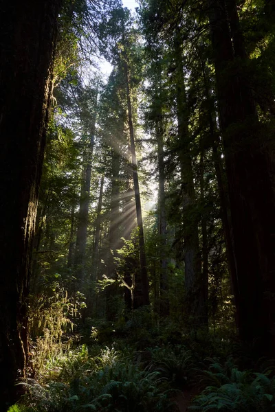 Foresta Con Alberi Sequoia Giganti Nel Nord Della California — Foto Stock
