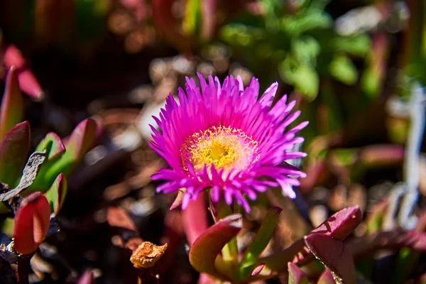 Hardy Hielo Planta Suculenta Costera Con Flor Rosa Amarilla —  Fotos de Stock