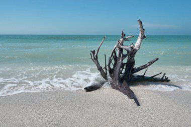 Dry dead tree root at beach on Sanibel Island clipart