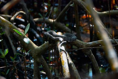 Küçük kehribar gözlü yılan mangrov ağacında dinleniyor.
