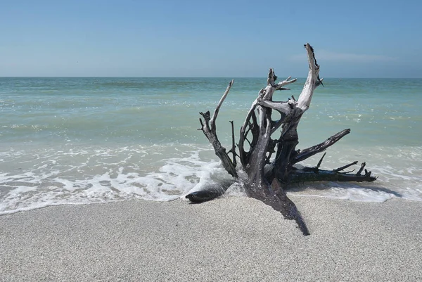 Сухой мертвый корень дерева на пляже на острове Санибель — стоковое фото