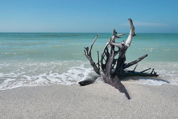 Raíz seca de árbol muerto en la playa en la isla Sanibel Fotos De Stock