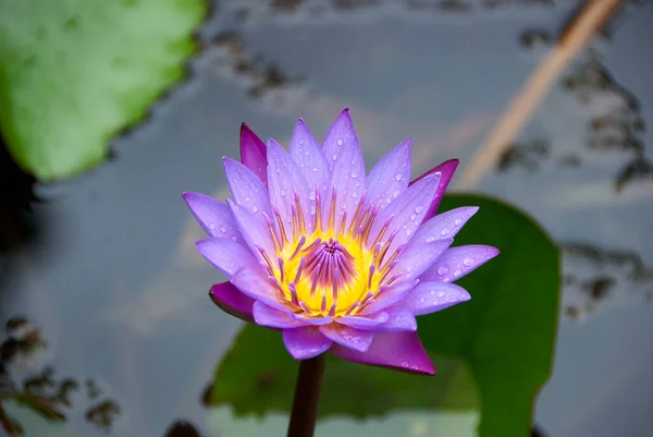 Violet and yellow Indian Sacred Lotus flower blossom — Stock Photo, Image