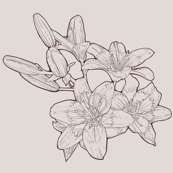 Lily bunga vektor tangan digambar ilustrasi pada latar belakang putih - Stok Vektor