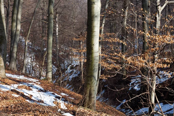 Parkta ilkbaharın erken saatlerinde. Güneşle aydınlandı.
