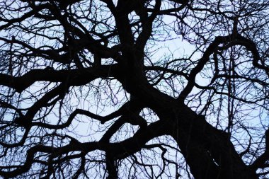 Mavi gökyüzünün arka planında büyük bir ağacın tacı