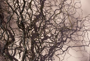 Dalgalı söğüt dallarının dekoru