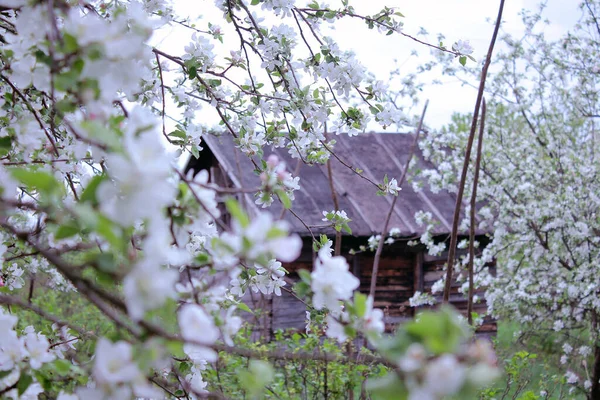 Holzhütte Inmitten Rosa Blühender Apfelbäume Frühling — Stockfoto