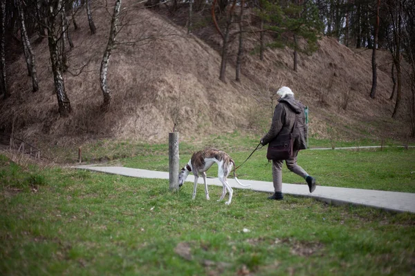 Жінка Гуляє Великим Собакою Весняному Парку — стокове фото