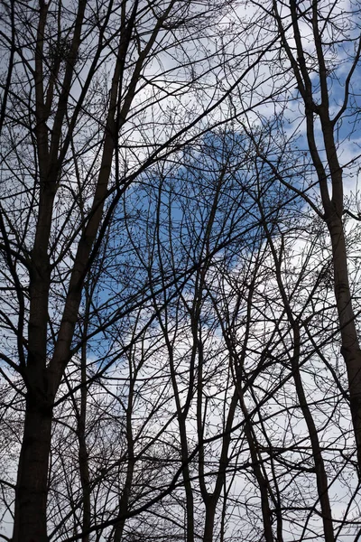 Hohe Blattlose Bäume Blauer Himmel Und Weiße Wolken — Stockfoto