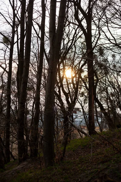 Árvores Parque Fundo Cidade Velha Pôr Sol — Fotografia de Stock