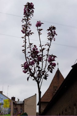 Eski kasabada çiçek açan genç sakura ağacı.
