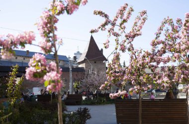 Eski kasaba Lviv 'in meydanında çiçek açan pembe sakura