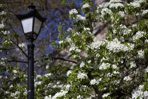 Blooming White Trees Background Old City Lviv Street Lamp — Stock Photo, Image