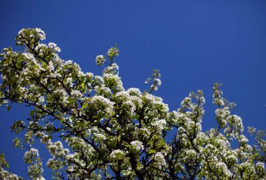 Mavi gökyüzüne karşı açan armut dalı