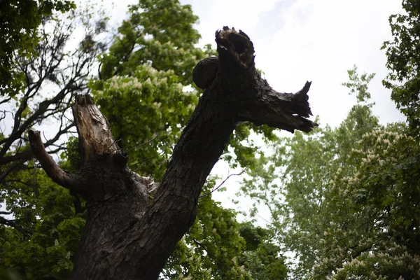 Broken Tree Looks Dragon Flowering Chestnuts — Stock Photo, Image