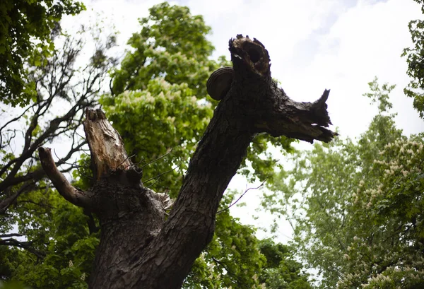Ein Kaputter Baum Sieht Aus Wie Ein Drache Und Blühende — Stockfoto