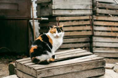 sokakta oturan tricolored kabarık kedi