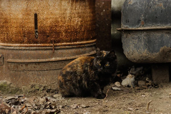 Tortoiseshell Torty fluffy cat sitting on the street — Stock Photo, Image