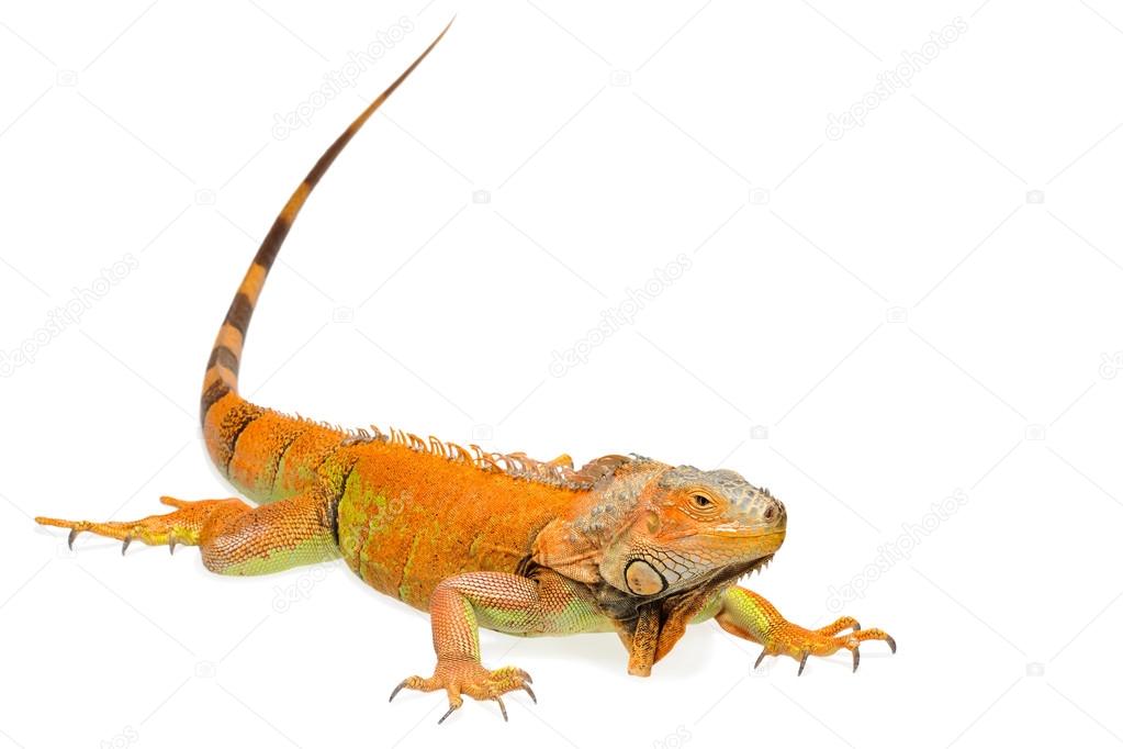 Orange green iguana isolated on white background