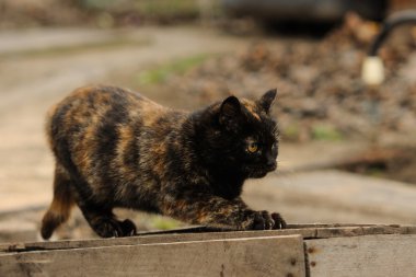 Sokakta oturan kaplumbağa kabuğu Torty kabarık kedi