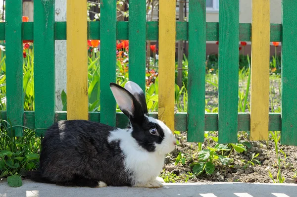 Cute rabbit on background of yellow-green fence and red tulips — Stock Photo, Image