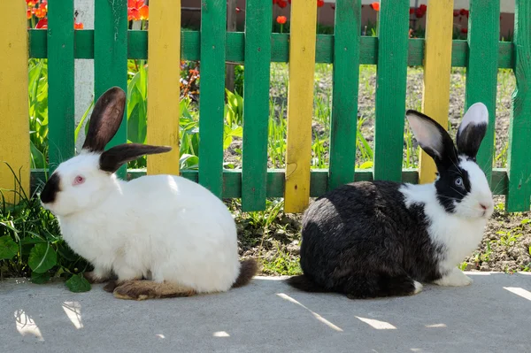 Two cute rabbits on background of yellow-green fence and red tul — Stock Photo, Image