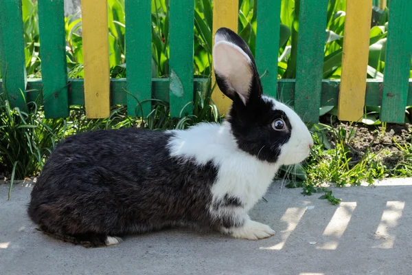 Cute rabbit on a background of yellow-green fence — Stock Photo, Image