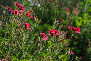 Yabani Menekşe ebegümeci çiçekler gün batımı saatlerinde bahçede
