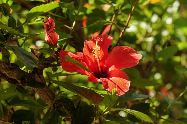 Ibisco rosso con ape su sfondo verde, focus selettivo — Foto Stock