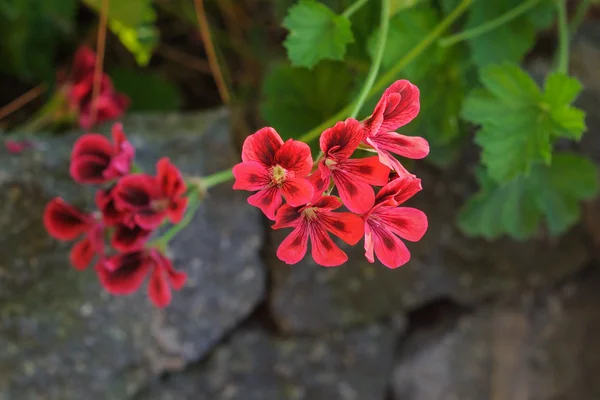 日没時の庭の野生のバイオレット ゼニアオイ花 — ストック写真