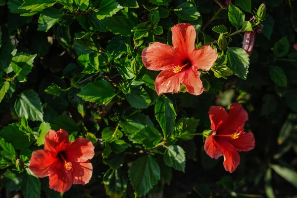 Ibisco rosso su sfondo verde, attenzione selettiva — Foto Stock