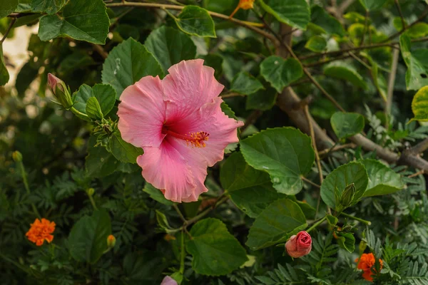 Stella rosa ibisco su sfondo verde, messa a fuoco selettiva — Foto Stock