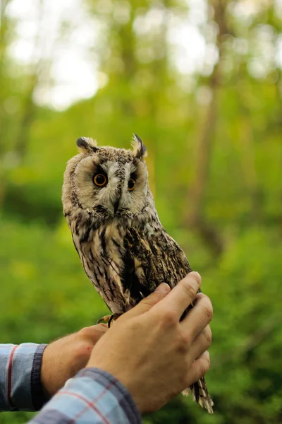Long Eared owl standing on the human hands