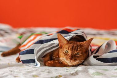 Safkan abyssinian kedi kanepede yalan