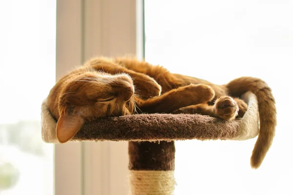 Purebred abyssinian cat lying on scratching post — Stock Photo, Image