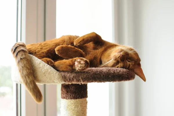 Purebred abyssinian cat lying on scratching post