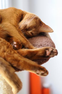 Safkan abyssinian kedi mesaj tırmalamak yalan