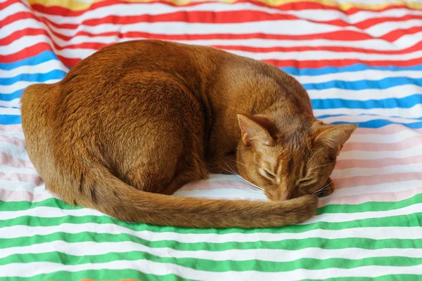 Чистая абиссинская кошка лежит на диване — стоковое фото